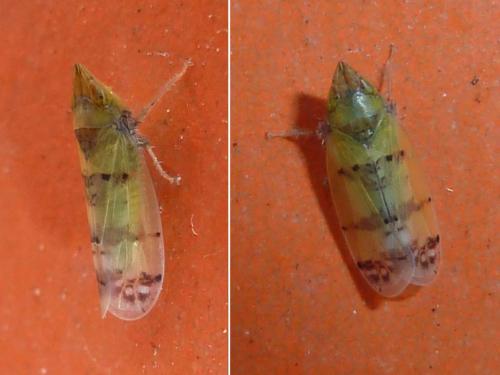 Réf. 216 220 : Japananus hyalinus